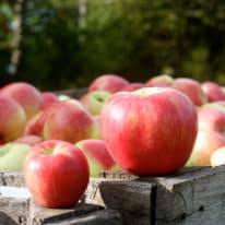 Which Apple to Use? Discover 16 Types of Apples from Michigan!