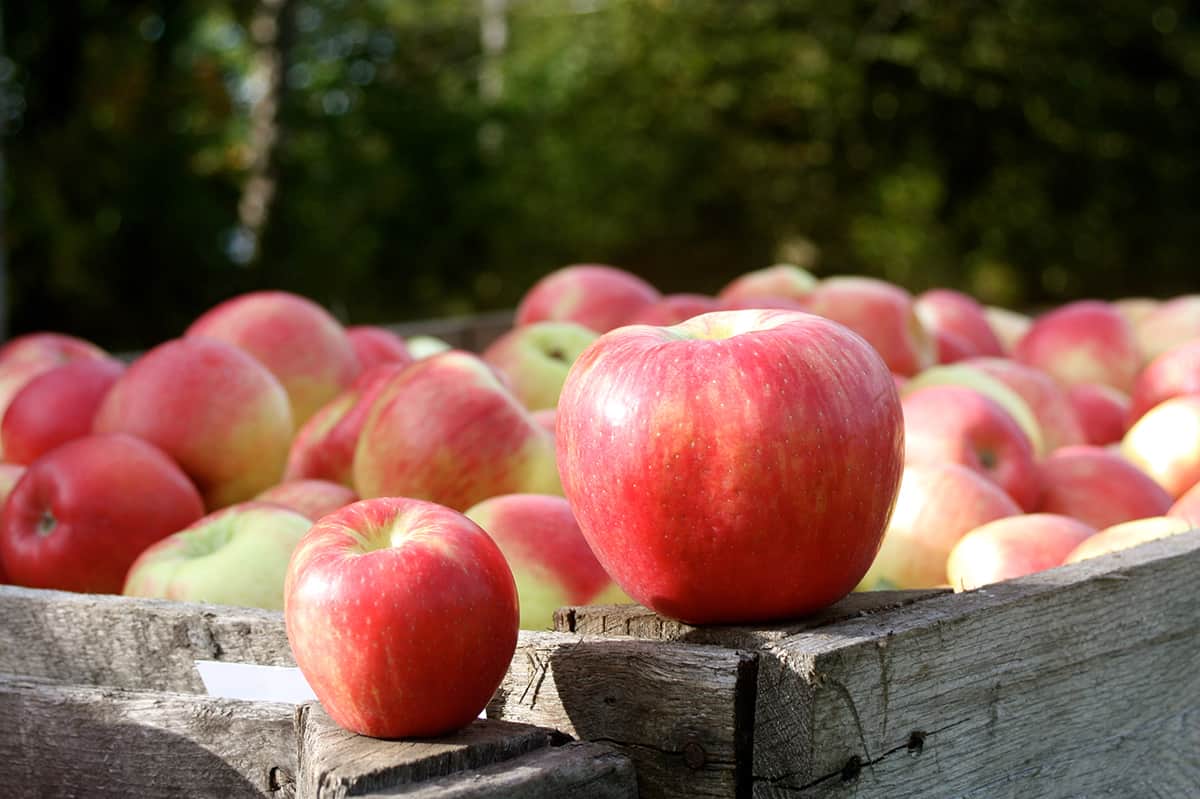 Different types of apples