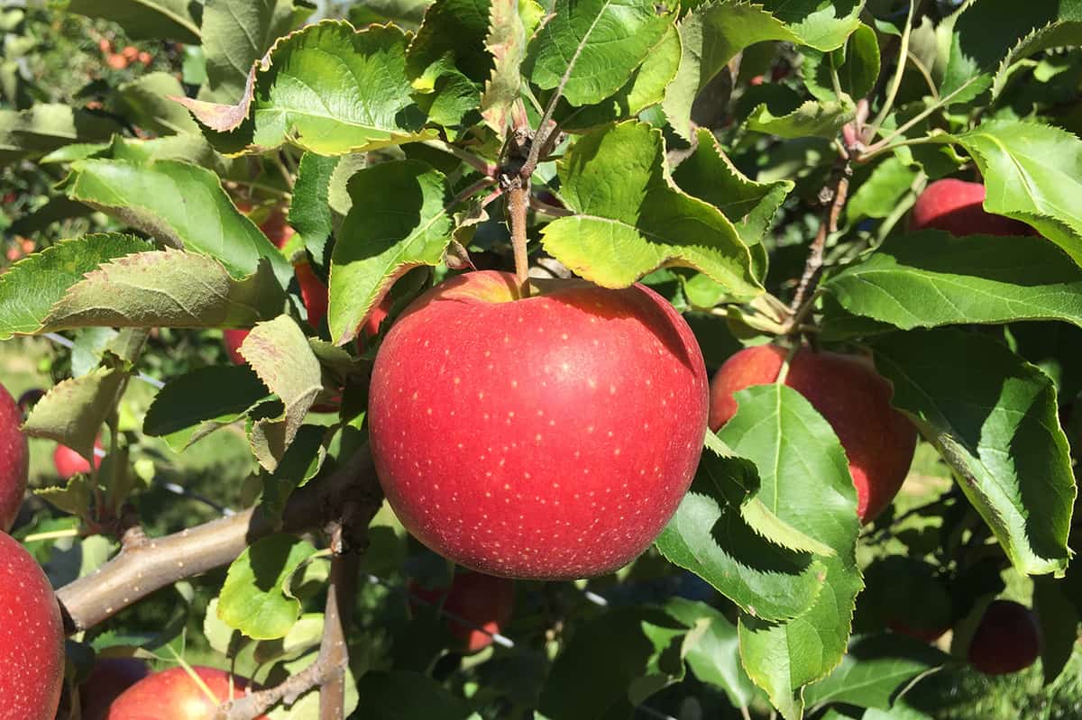 What are the types of apples