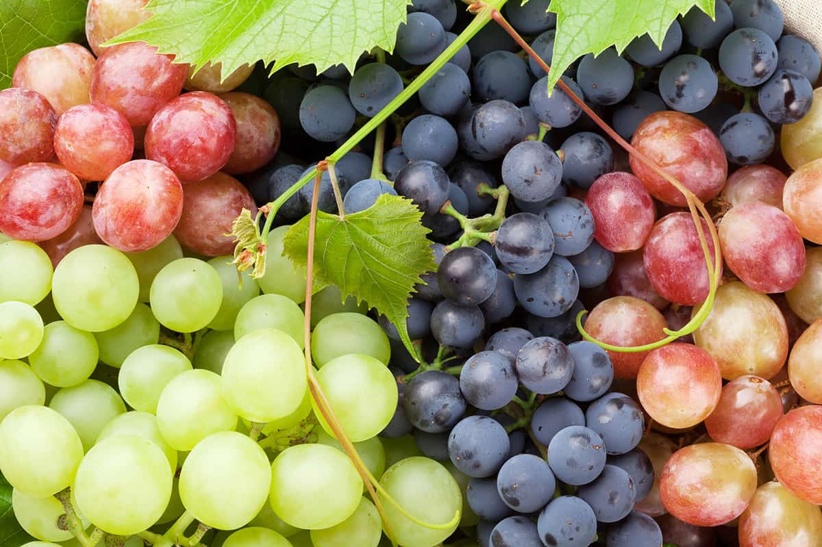 red, green and purple grapes