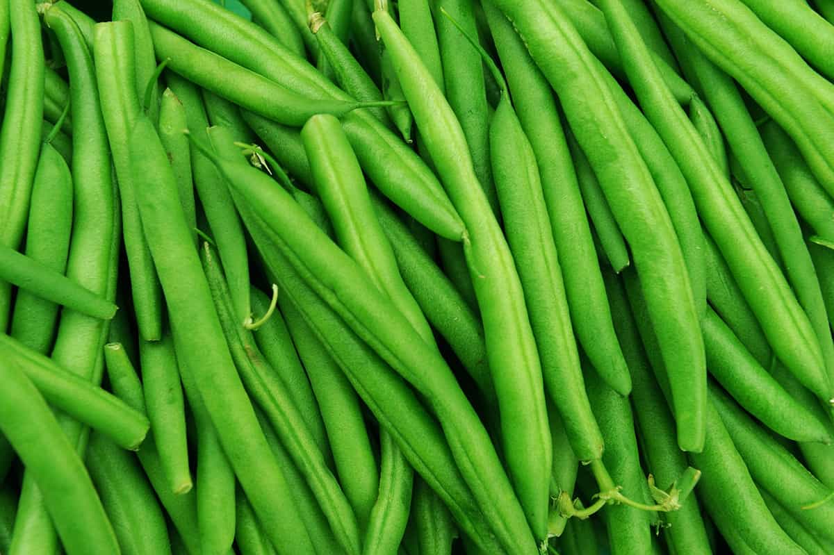 green bean background