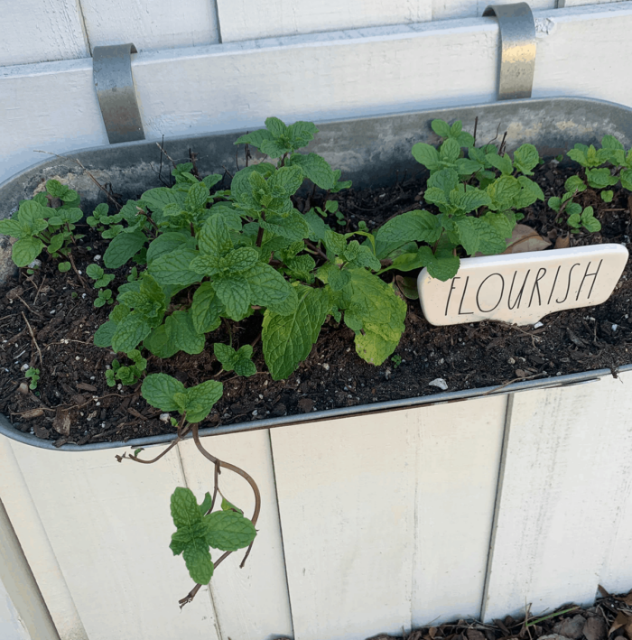 Mint growing in pot.