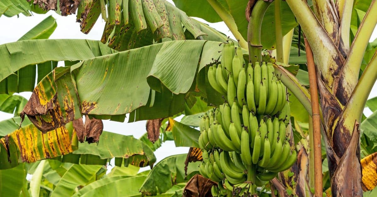 Fair Trade Healthy Family Project Podcast 