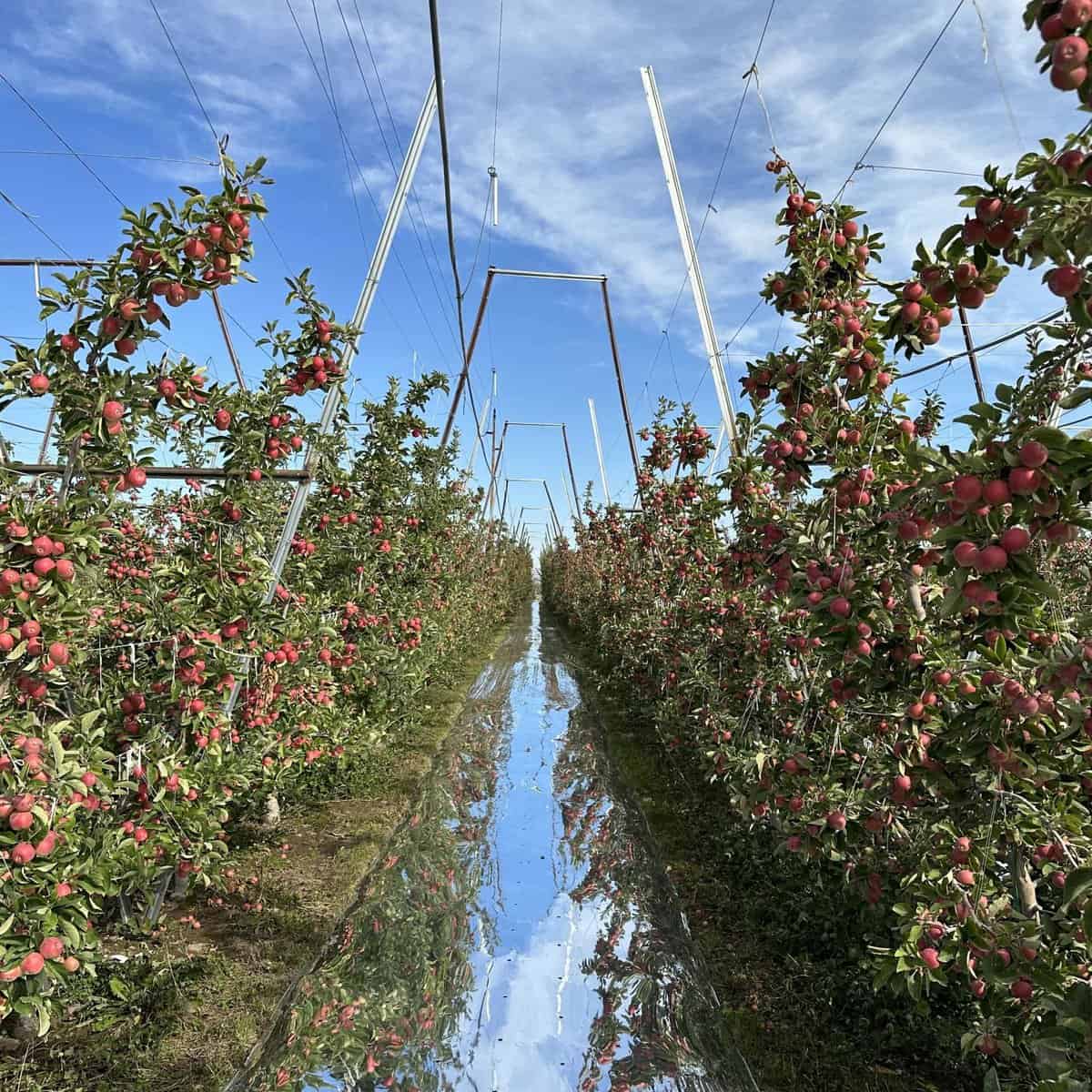 apple picking