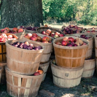 apple bushels