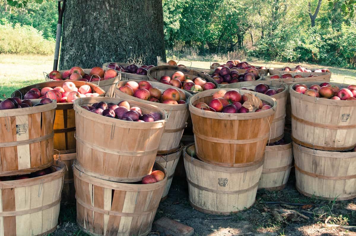apple bushels